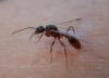 Myrmica sp.